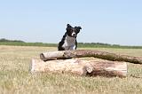 BORDER COLLIE 189